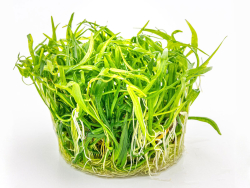 Zwergschwertpflanze - Helanthium tenellum ´Broad leaf´ in vitro